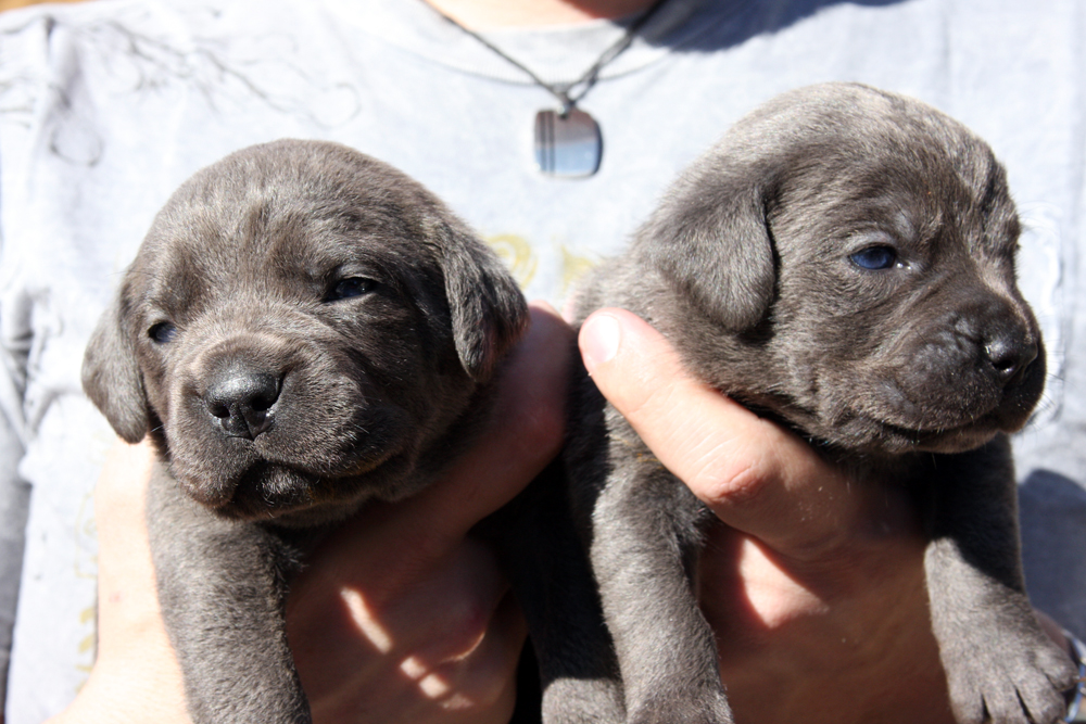 cane corso puppies